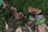 Hydnellum scrobiculatum image