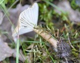 Clitocybe costata image