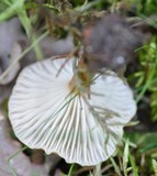 Clitocybe costata image