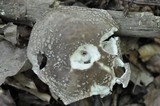 Amanita excelsa image