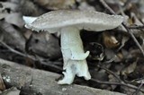 Amanita excelsa image