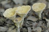 Clitocybe gibba image
