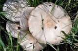 Agaricus arvensis image