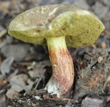 Boletus chrysenteron image