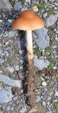 Marasmius oreades image