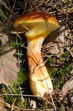 Suillus grevillei image