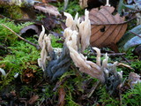 Clavulina rugosa image