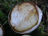 Calvatia pachyderma image