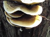 Gyrodontium sacchari image