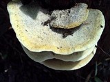 Gyrodontium sacchari image