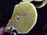 Gyrodontium sacchari image