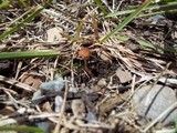 Conocybe cyanopus image