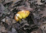 Hygrocybe acutoconica image