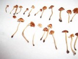 Conocybe cyanopus image