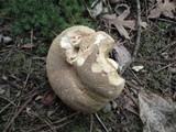 Boletus variipes image