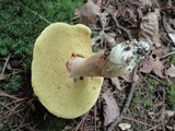 Boletus variipes image