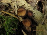 Galiella rufa image