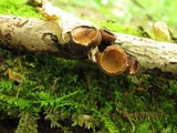 Galiella rufa image