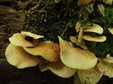 Crepidotus applanatus image