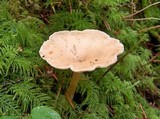 Clitocybe gibba image