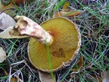 Suillus lakei var. pseudopictus image