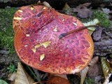 Suillus spectabilis image