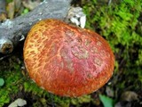 Suillus spectabilis image