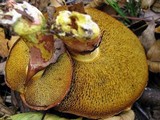 Suillus spectabilis image