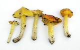 Hygrocybe acutoconica image
