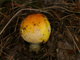 Amanita amerimuscaria image