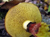 Suillus spectabilis image