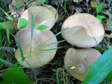 Tylopilus rhoadsiae image