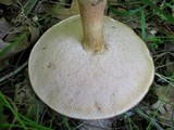 Tylopilus rhoadsiae image