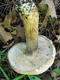 Tylopilus rhoadsiae image