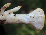 Loweomyces fractipes image