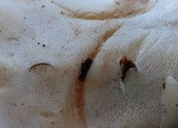 Loweomyces fractipes image