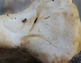 Loweomyces fractipes image