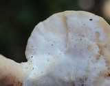 Loweomyces fractipes image