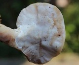 Loweomyces fractipes image