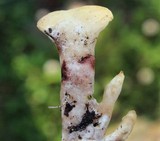 Loweomyces fractipes image