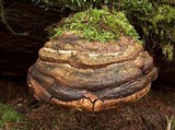 Fomitopsis officinalis image