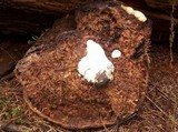 Fomitopsis officinalis image