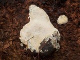 Fomitopsis officinalis image