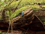 Fomitopsis officinalis image