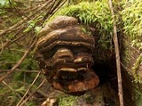 Fomitopsis officinalis image