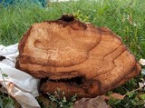 Fomitopsis officinalis image