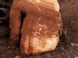 Fomitopsis officinalis image