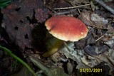 Phylloporus rhodoxanthus image