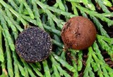 Melanogaster tuberiformis image