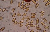 Alpova olivaceotinctus image